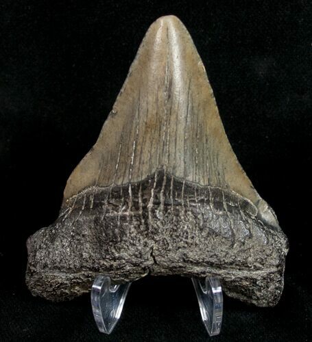 Juvenile Megalodon Tooth - South Carolina #10681